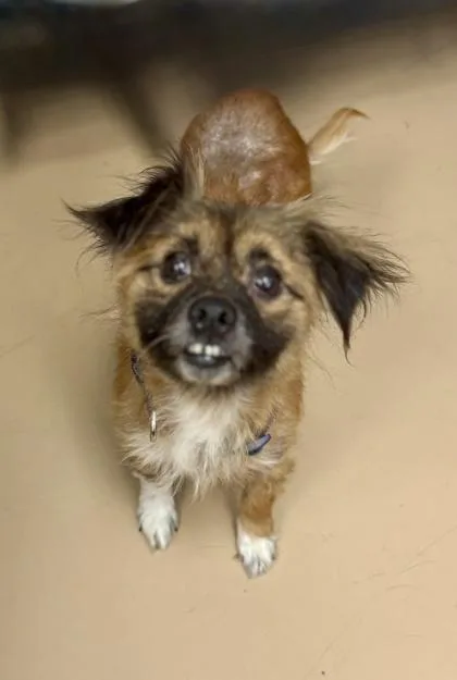 An adult small-sized male Mixed Breed dog named Porto for adoption in Chamblee, GA