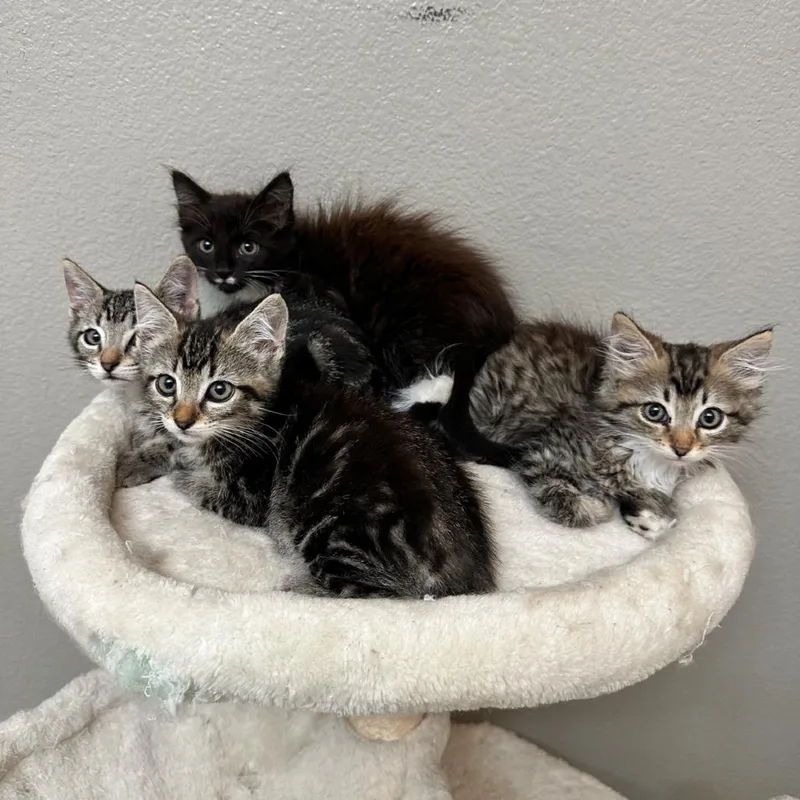 A baby small-sized male Brown / Chocolate Domestic Short Hair cat named Oreo for adoption in Hemet, CA