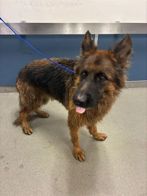 A young large-sized male German Shepherd Dog dog named Rex for adoption in Miami, FL