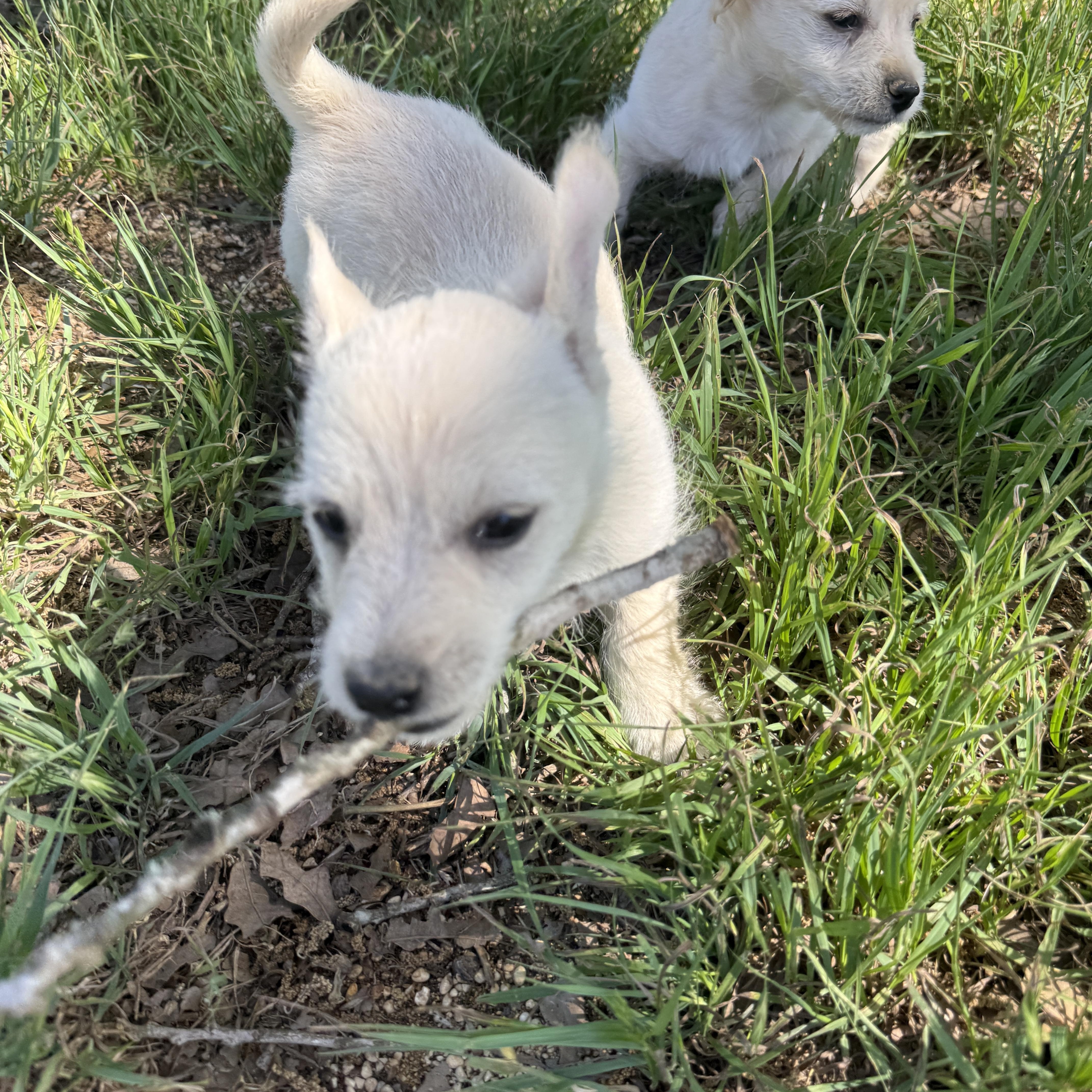 A baby small-sized male Apricot / Beige Chiweenie dog named Spunky for adoption in Bastrop, TX