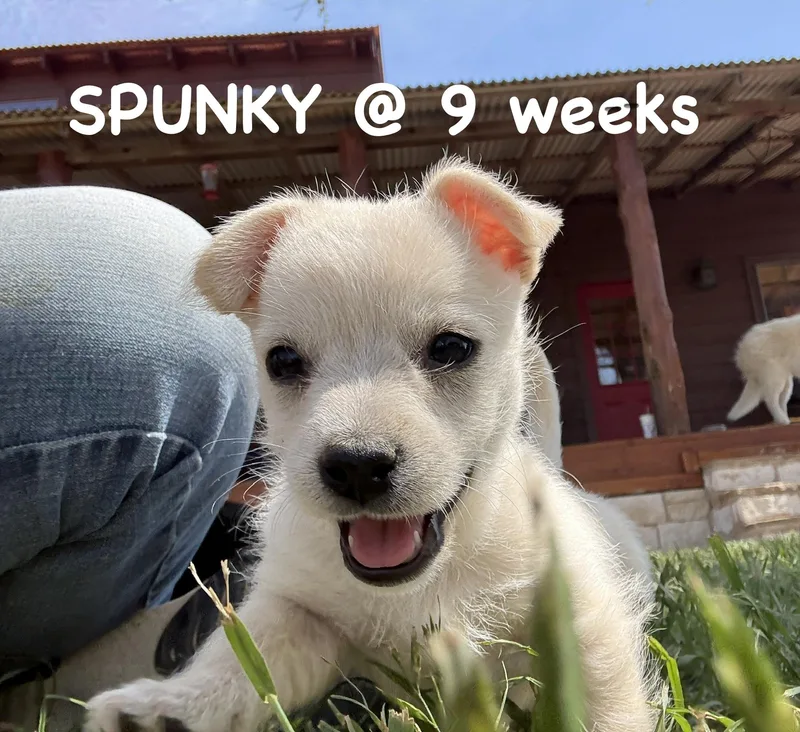 Spunky thumbnail 2