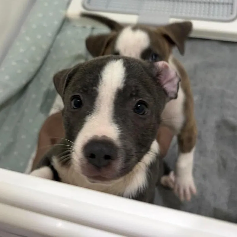 A baby medium-sized male American Staffordshire Terrier dog named Fred for adoption in Seminole, FL