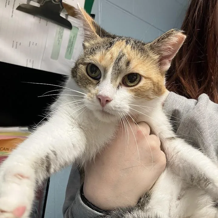 An adult medium-sized female Calico Domestic Short Hair cat named Lake for adoption in DeKalb, IL
