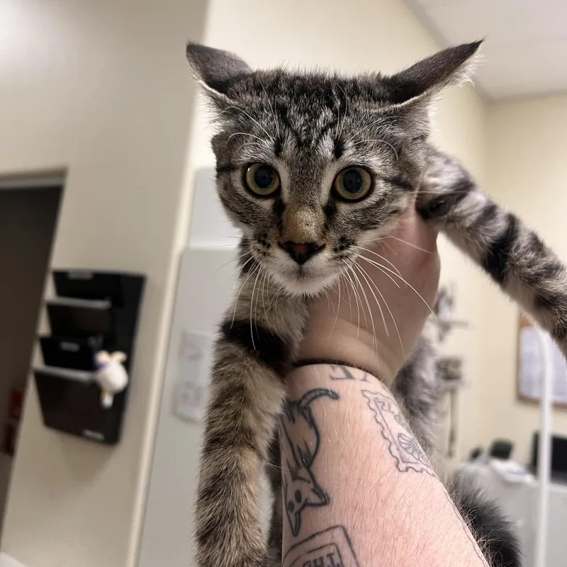 A baby small-sized male Brown / Chocolate Domestic Short Hair cat named Gumby for adoption in Las Vegas, NV