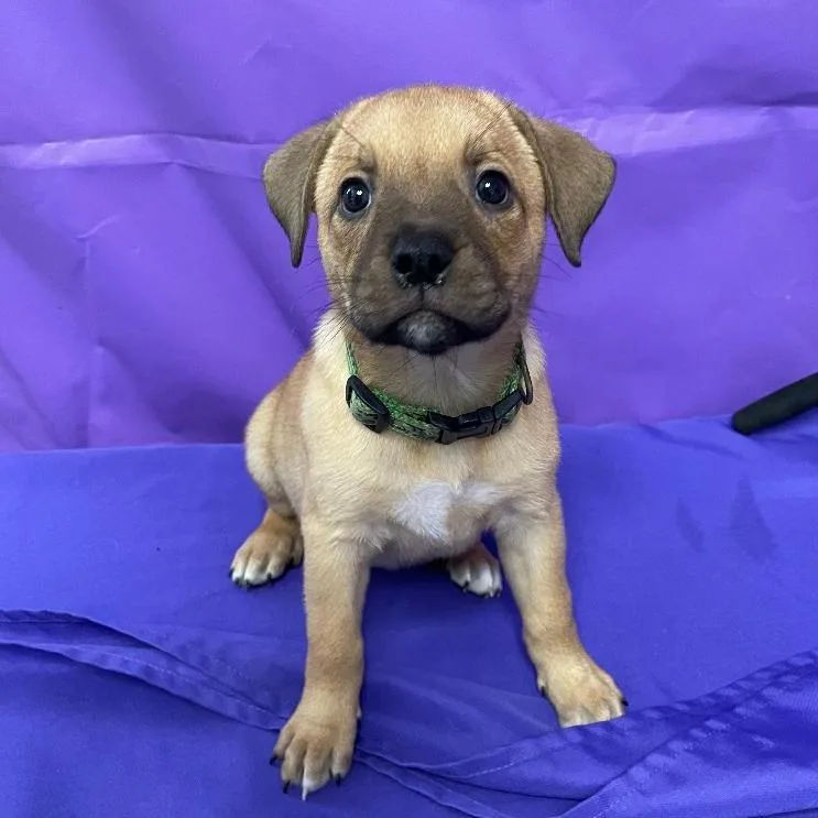 A baby small-sized female Yellow / Tan / Blond / Fawn Shepherd dog named Oleander for adoption in North Myrtle Beach, SC