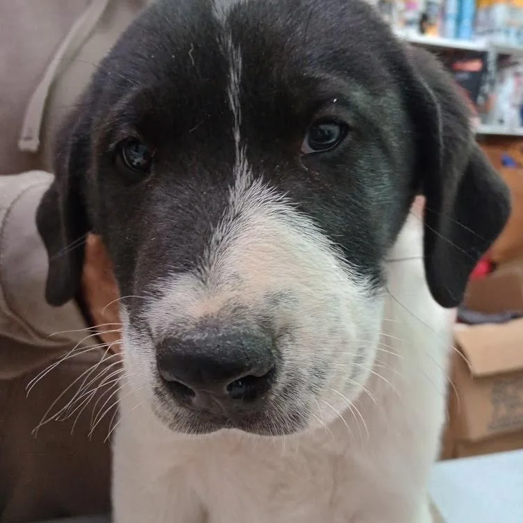 A baby medium-sized male White / Cream Collie dog named Twinkle Toes for adoption in Grand Rapids, MN