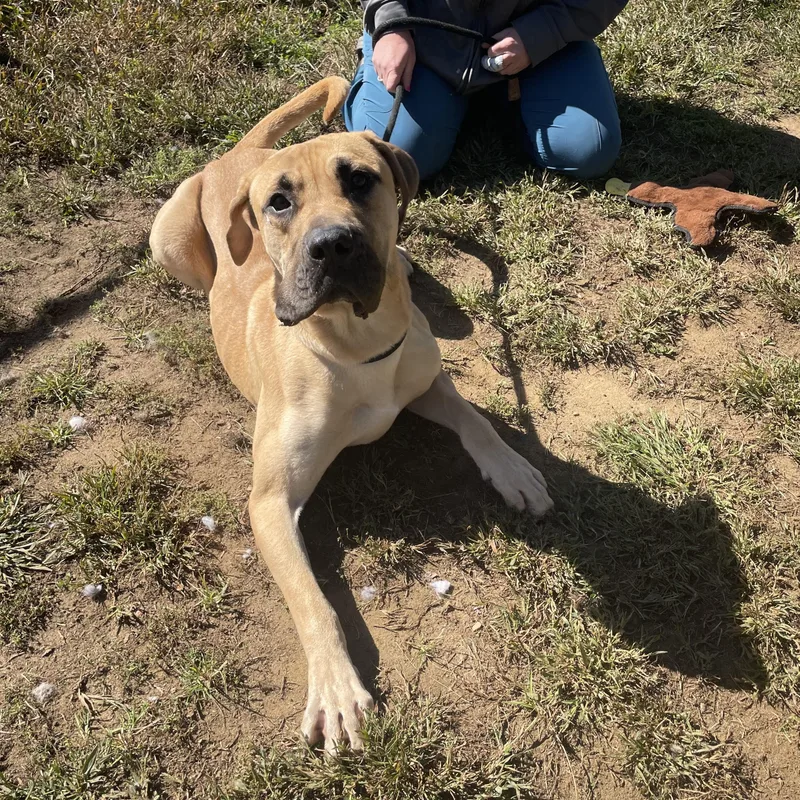 A young large-sized male Great Dane dog named Dane for adoption in Mishawaka, IN