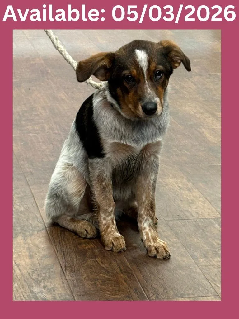 A baby medium-sized female Australian Cattle Dog / Blue Heeler dog named Dog Kennel for adoption in Greenville, TX