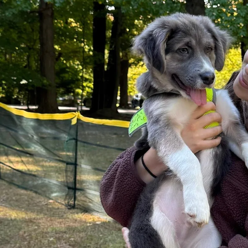 A baby small-sized male Australian Shepherd dog named Stephen for adoption in Briarcliff Manor, NY