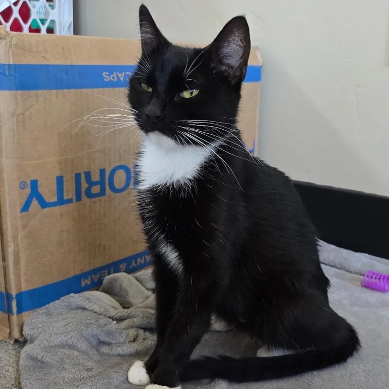 A young medium-sized female Black Domestic Short Hair cat named Mamma for adoption in Klamath Falls, OR