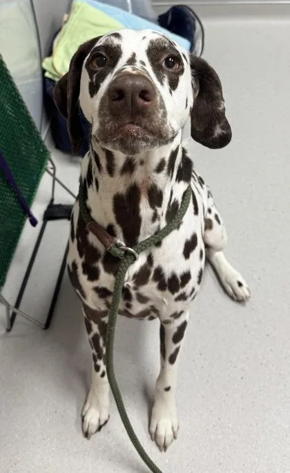 Leroy
