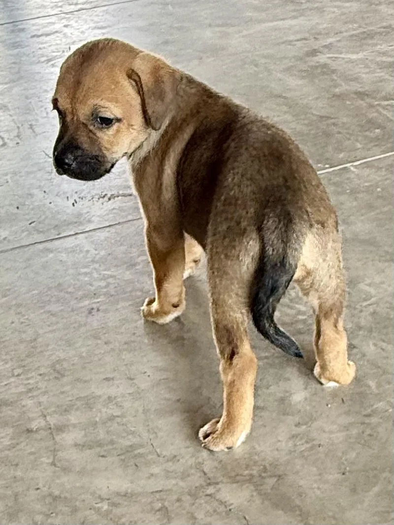 A baby medium-sized female Yellow / Tan / Blond / Fawn Beagle dog named Francesca Bridgerton for adoption in Austin, TX