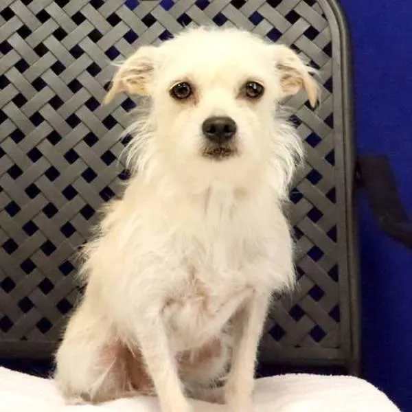 An adult small-sized female Chihuahua dog named Gigi for adoption in Fort Davis, TX