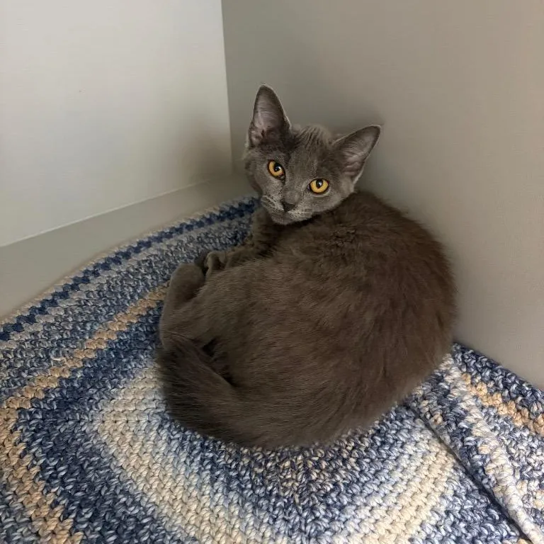 A young medium-sized female Gray / Blue / Silver Domestic Short Hair cat named Gemini for adoption in Nevada, MO