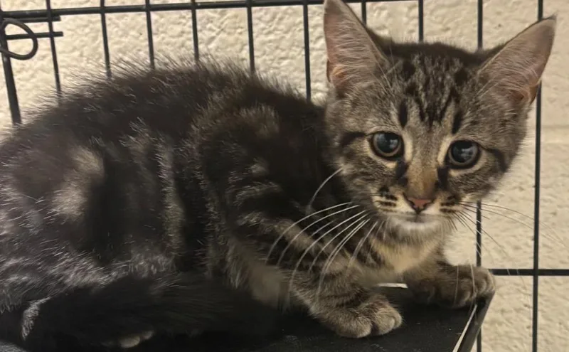 A baby small-sized female Domestic Short Hair cat named Dawn for adoption in Elizabethton, TN