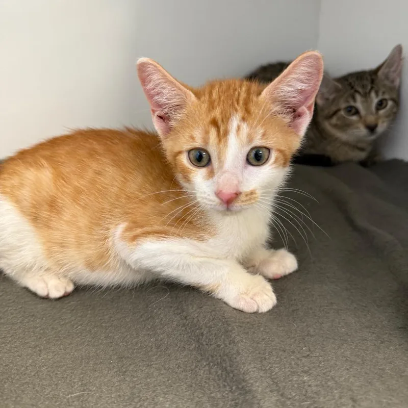 A baby small-sized male Orange / Red Domestic Short Hair cat named Dash for adoption in Port Richey, FL
