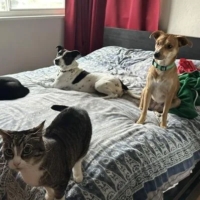 An adult small-sized female White / Cream Chihuahua dog named Rose for adoption in Point Richmond, CA