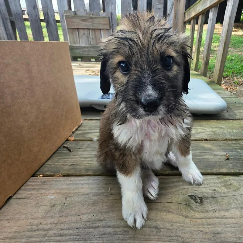A baby small-sized female Brown / Chocolate Great Pyrenees dog named TNGCStray for adoption in Pulaski, TN