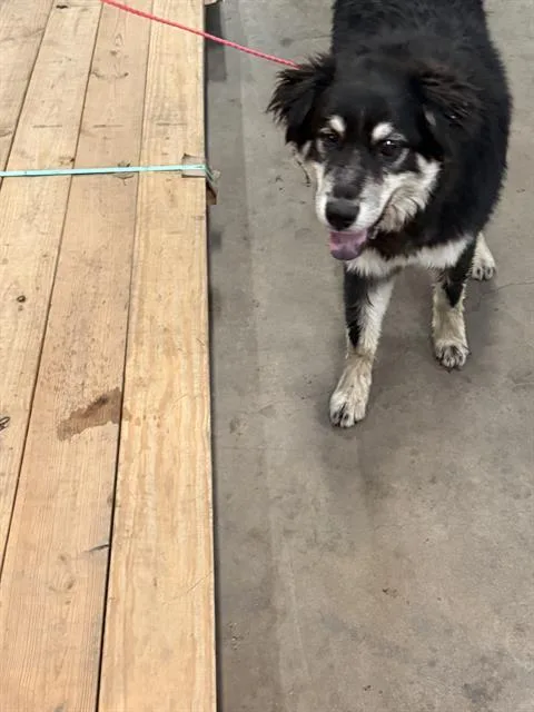 A young large-sized male Mixed Breed dog named Lenox for adoption in Dallas, TX