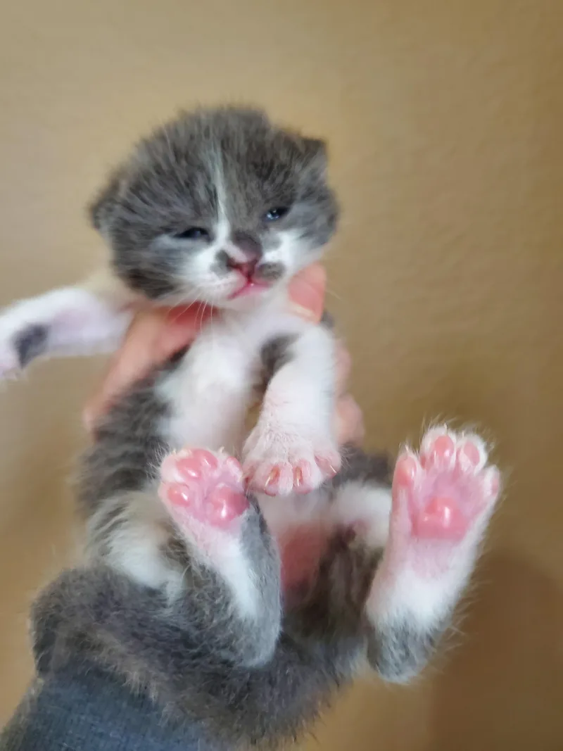 A baby small-sized female Domestic Short Hair cat named Captiva for adoption in Carlsbad, CA
