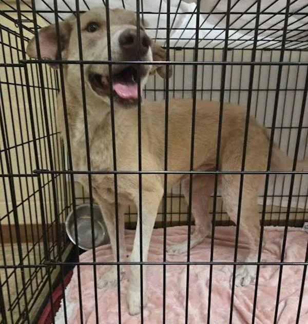An adult large-sized female Canaan Dog dog named Bella for adoption in Austin, TX