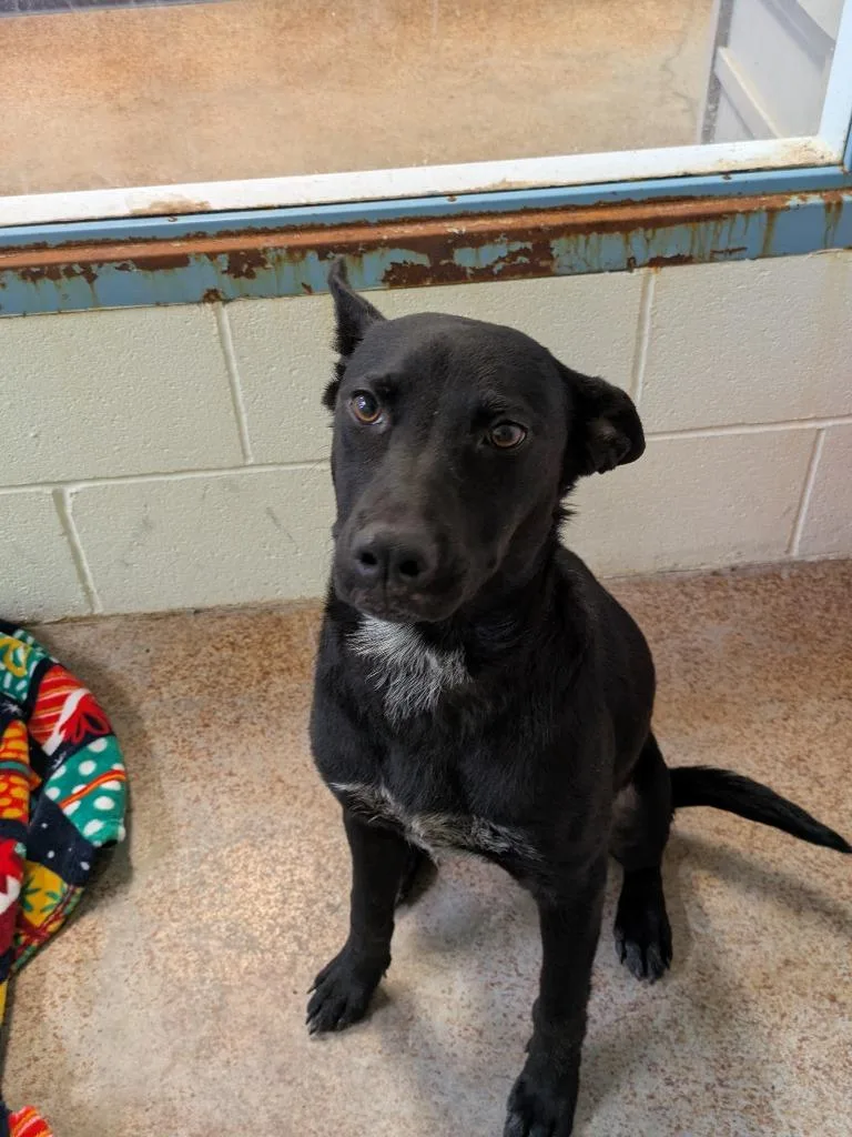 A baby small-sized female Shepherd dog named Lyra for adoption in Brownwood, TX