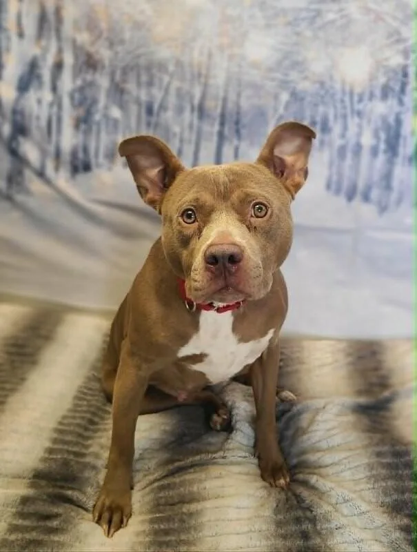 An adult medium-sized female Yellow / Tan / Blond / Fawn Pit Bull Terrier dog named Hazel for adoption in Fruit Heights, UT