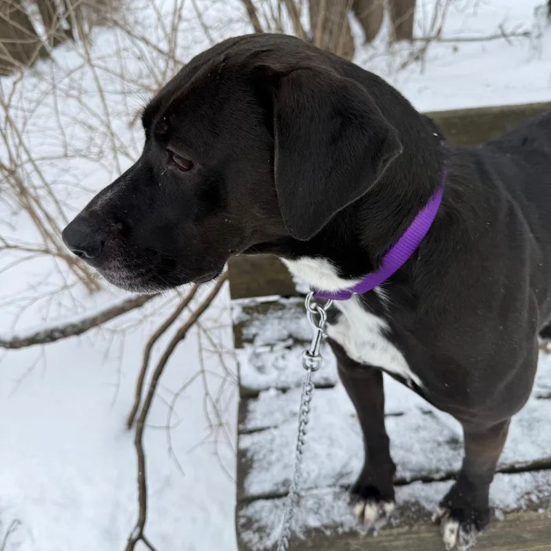 An adult medium-sized female Black Labrador Retriever dog named Missy for adoption in Columbia Station, OH