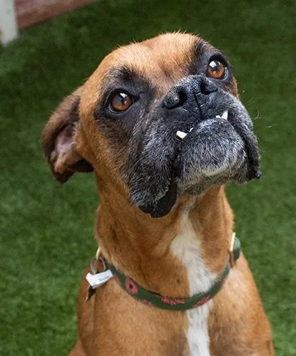 An adult medium-sized female Yellow / Tan / Blond / Fawn Boxer dog named Sharon for adoption in Encinitas, CA