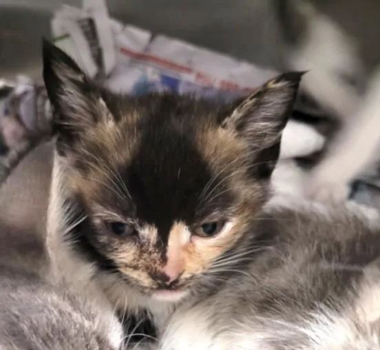 A baby small-sized female Domestic Short Hair cat named A for adoption in Los Angeles, CA