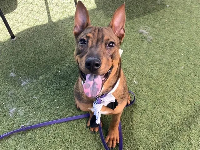 A young large-sized male German Shepherd Dog dog named Pollo for adoption in Phoenix, AZ
