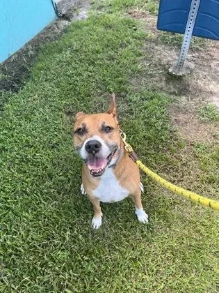 A senior large-sized female Mixed Breed dog named Star for adoption in Vero Beach, FL