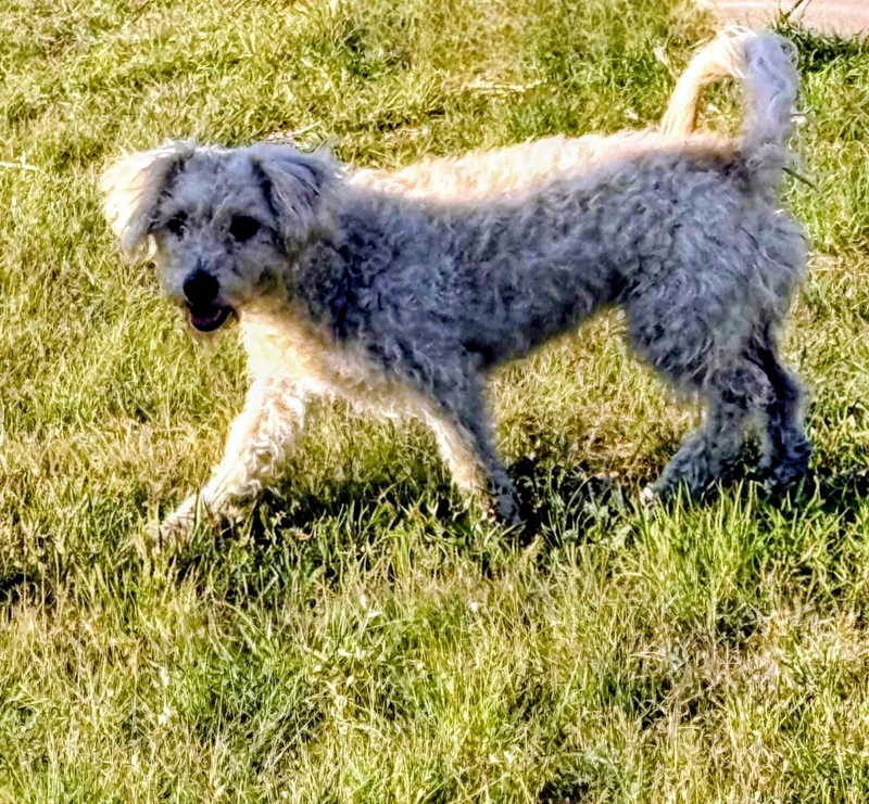 An adult small-sized female White / Cream Poodle dog named Maya for adoption in Evergreen, CO