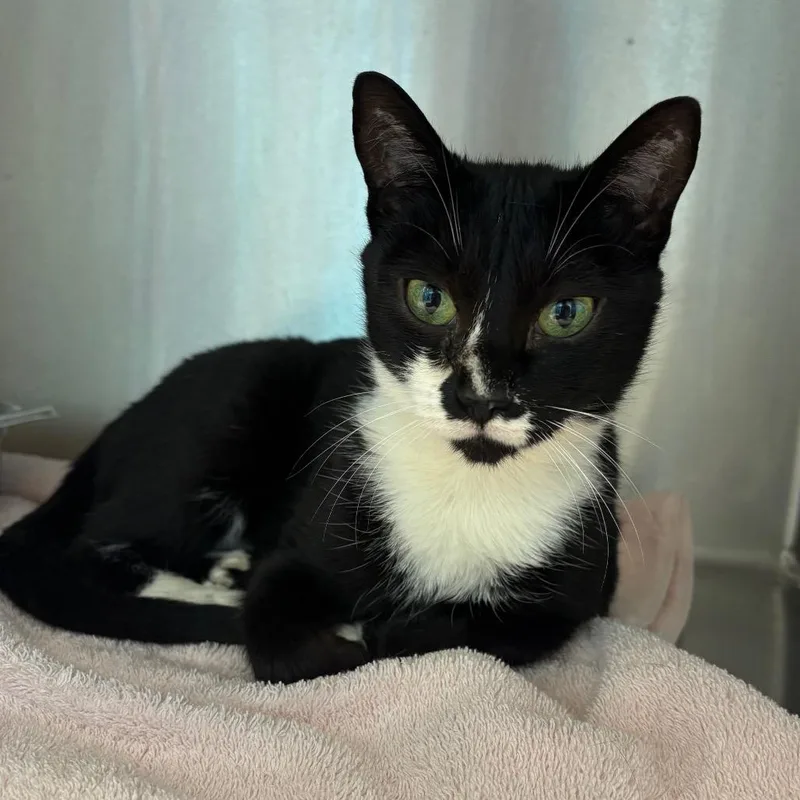 An adult medium-sized female Black Domestic Short Hair cat named Paisley for adoption in Englewood, FL
