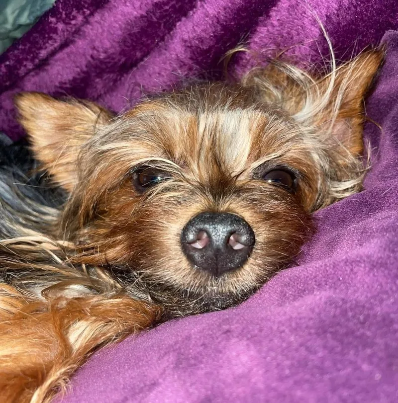 A young small-sized male Yorkshire Terrier dog named Oden for adoption in Palm City, FL