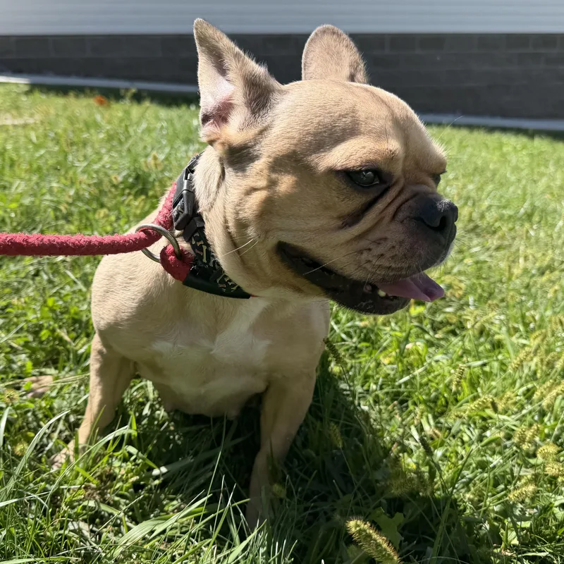 A young small-sized female French Bulldog dog named Andi for adoption in Latrobe, PA