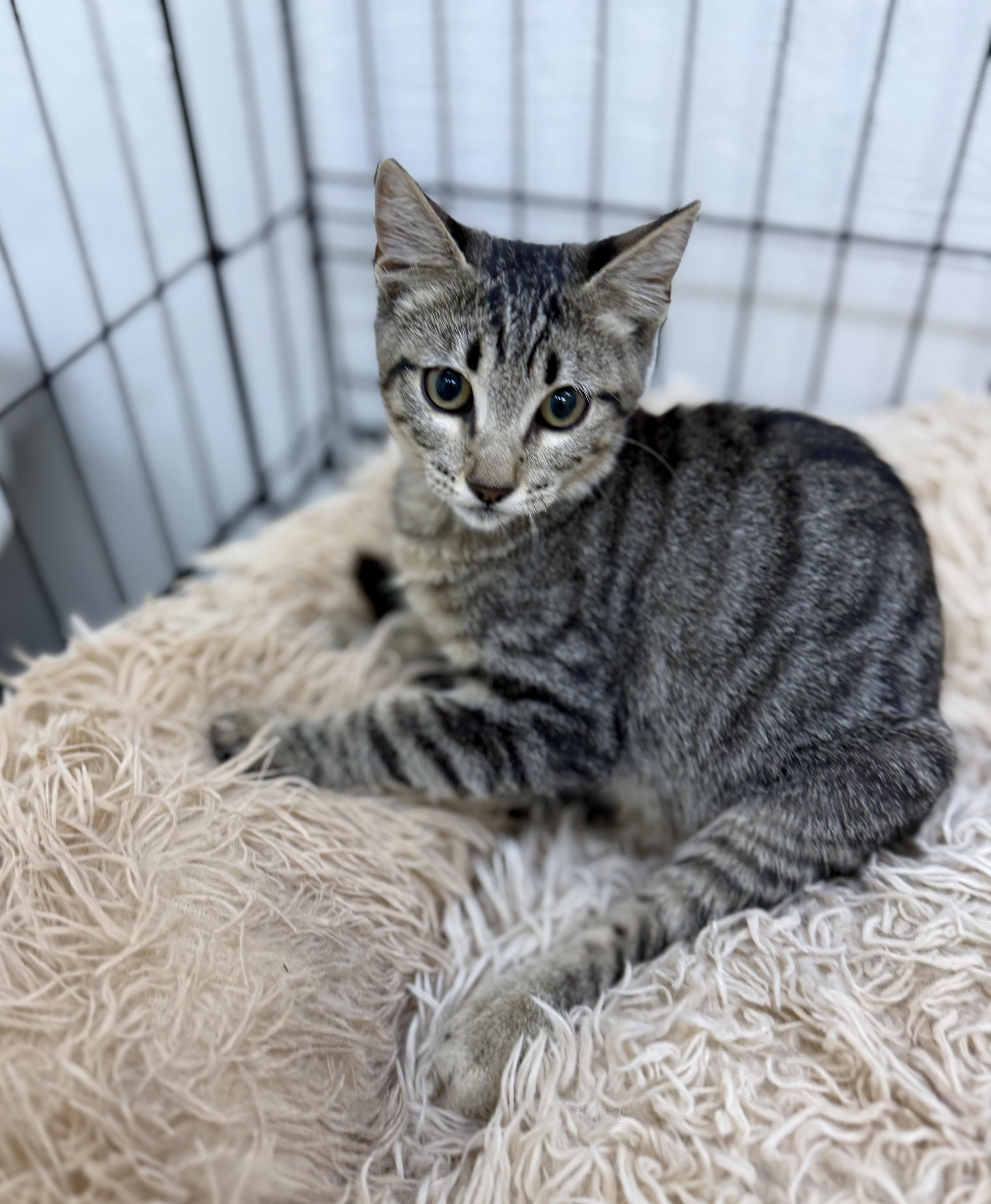 A baby medium-sized female Tabby (Buff / Tan / Fawn) Domestic Short Hair cat named Kj for adoption in Sonora, CA