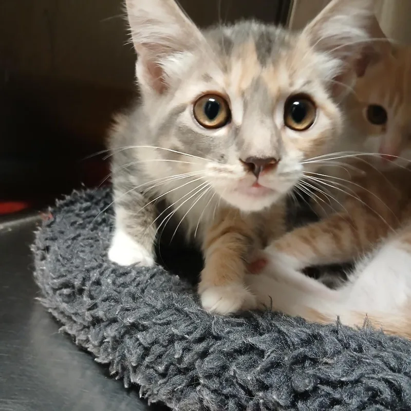 A baby small-sized female Calico Domestic Short Hair cat named Sonia for adoption in Blue Ridge, GA