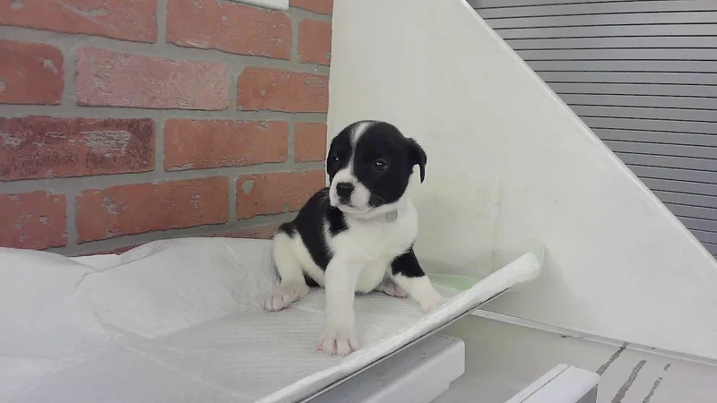 A baby small-sized male Australian Shepherd dog named Cheif for adoption in Houston, TX