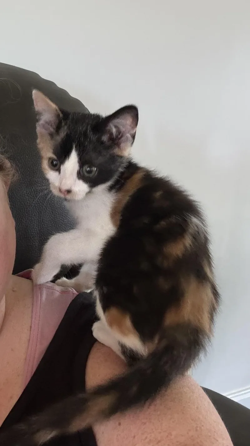A baby medium-sized female Calico cat named Raelynn for adoption in Newfoundland, NJ