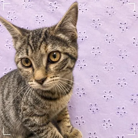 A young medium-sized female Domestic Short Hair cat named Kiki for adoption in Los Angeles, CA
