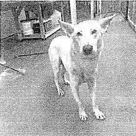 An adult large-sized male White / Cream German Shepherd Dog dog named Klaus for adoption in New Ringgold, PA