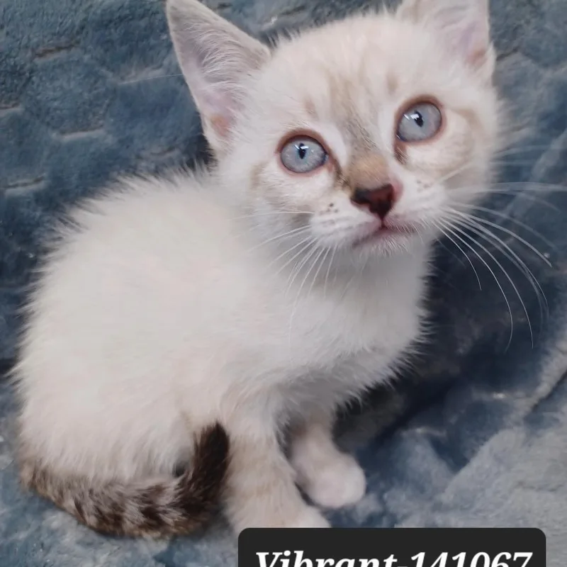 A baby small-sized female Siamese cat named Vibrant for adoption in New Tazewell, TN