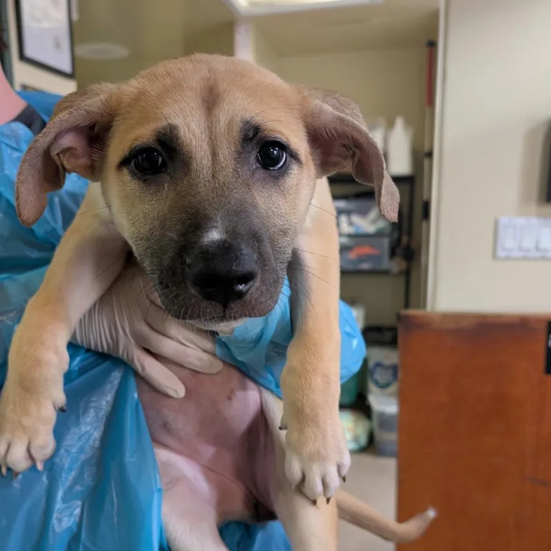 A baby medium-sized female Yellow / Tan / Blond / Fawn Shepherd dog named Mysteria for adoption in Pasadena, CA
