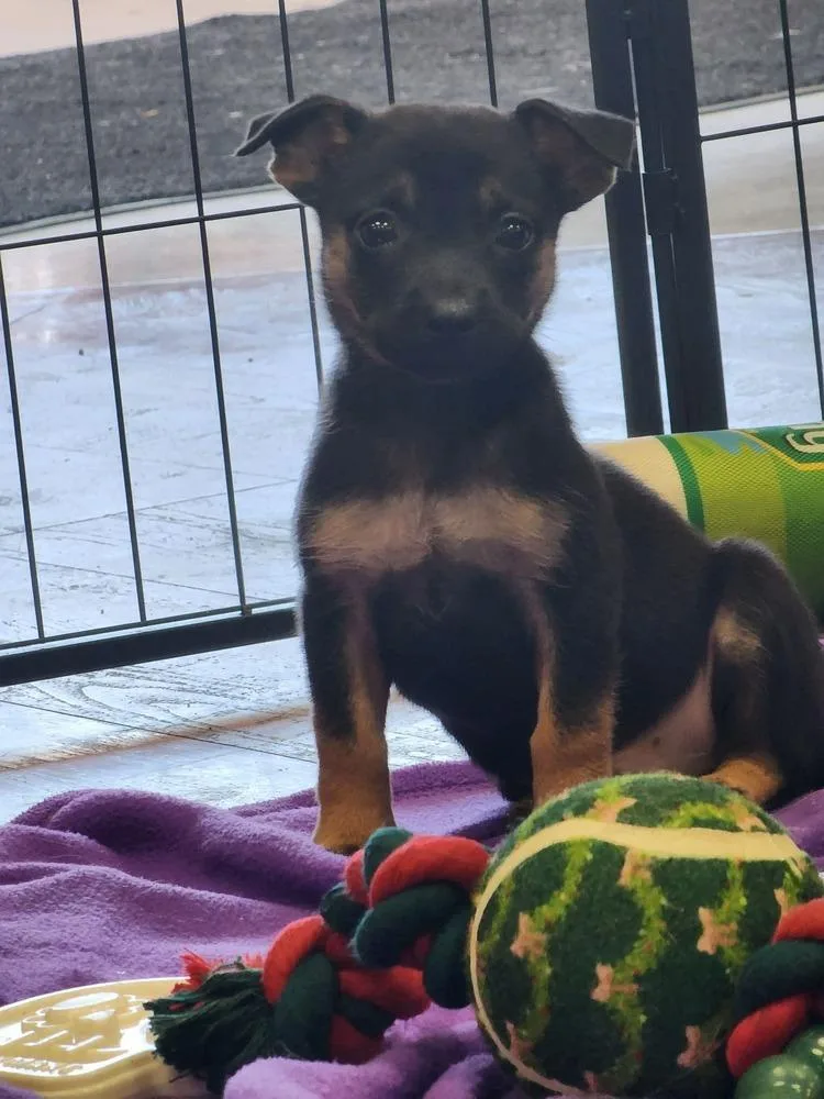 A baby small-sized male Brown / Chocolate Terrier dog named Brooks for adoption in Troy, AL