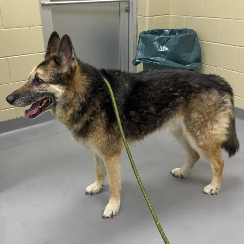 A senior large-sized male Black Mixed Breed dog named Theo for adoption in Columbus, GA