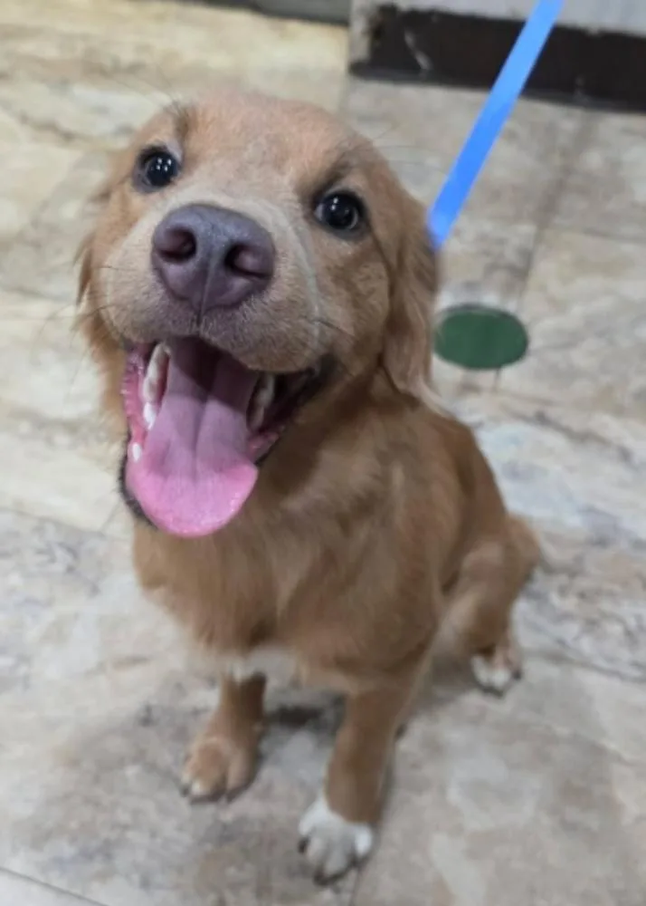 A young medium-sized female Tricolor (Brown, Black, & White) Golden Retriever dog named Halo for adoption in Sedalia, CO