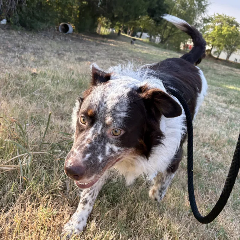 A young medium-sized male Brown / Chocolate Australian Shepherd dog named Gibson for adoption in Mansfield, TX