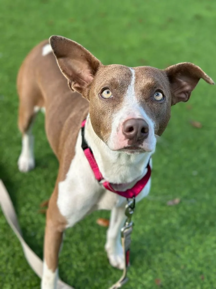 A young medium-sized female Terrier dog named Rhaenyra for adoption in Lakeland, FL