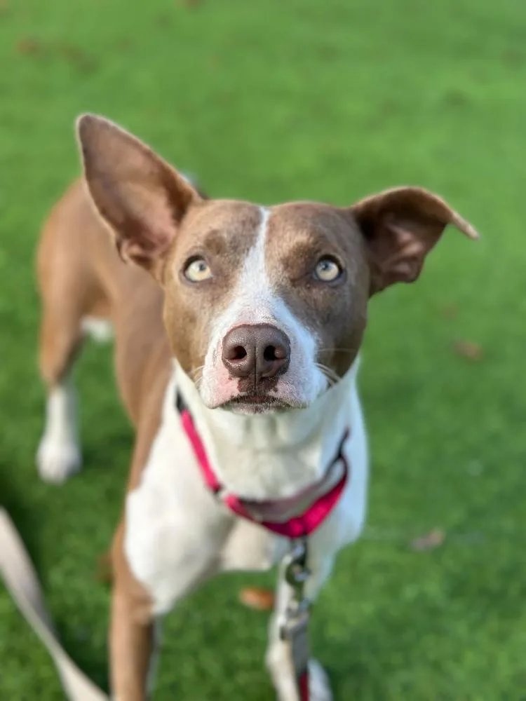 Rhaenyra thumbnail 2